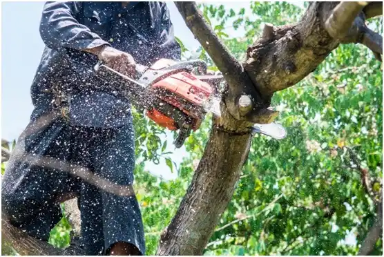 tree services Ascutney